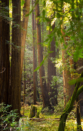california