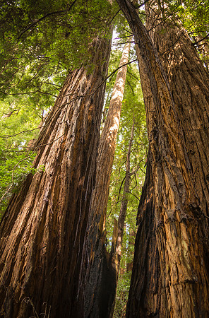 california