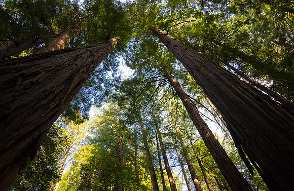 california