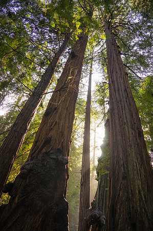 california