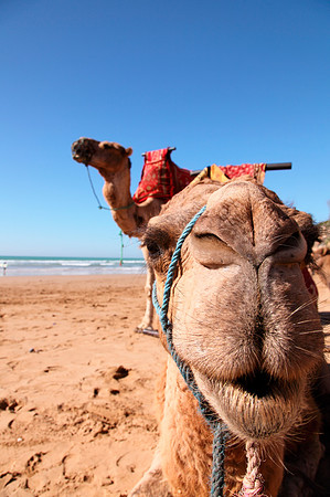camel
