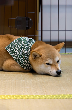 kyoto