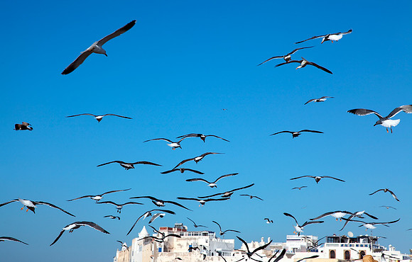 seagulls on the port