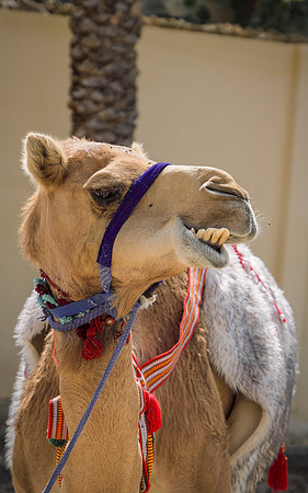 Oman