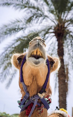 Oman