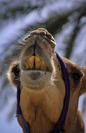 Oman