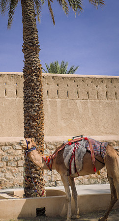 Oman