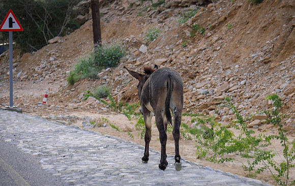 Oman