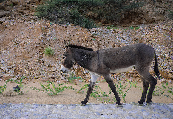 Oman