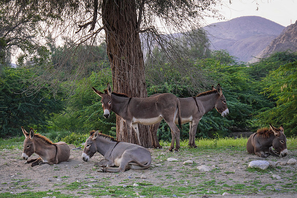 Oman