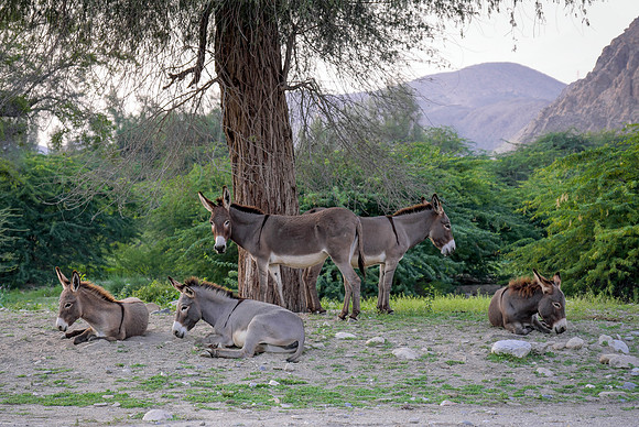 Oman