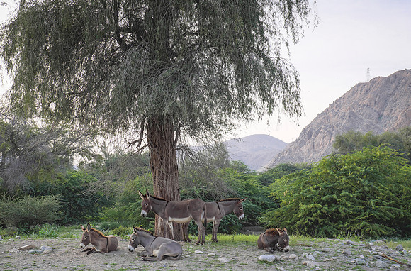 Oman