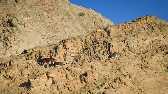 Oman