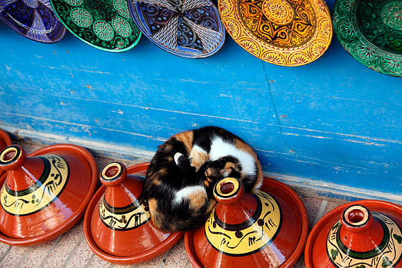sleeping cat