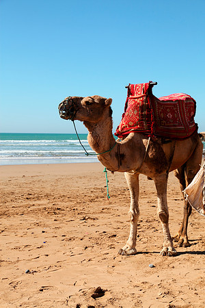 camel5