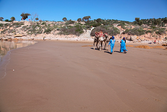 camels on the beach2