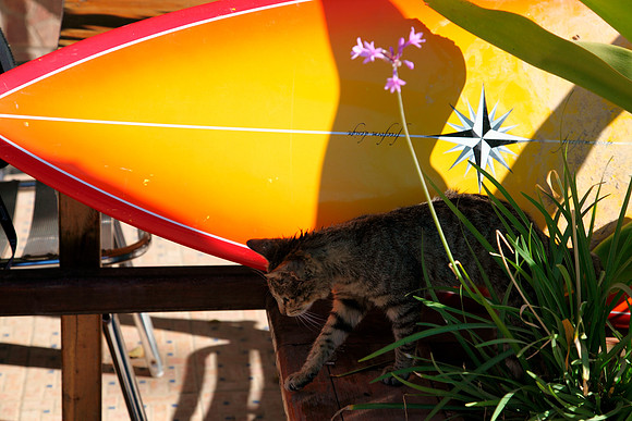 surf cat
